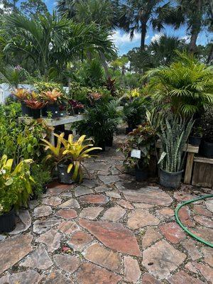 So many plants for home garden and landscaping