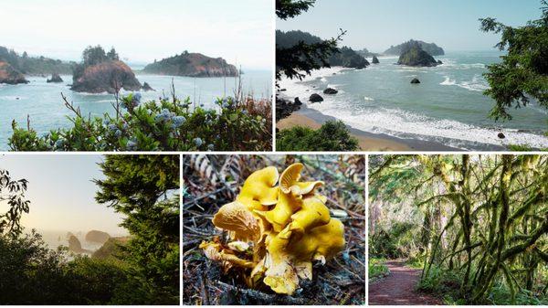 Embark on an Unforgettable Pacific Coast Adventure Hike at www.Bigfootaa.com