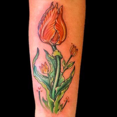 Colorful tulip