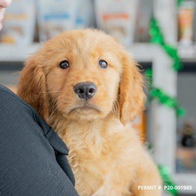 Golden Retriever