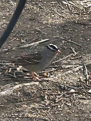 Birdie visitor