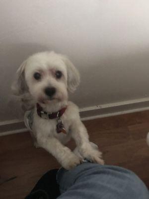 Handsome and happy Benny after being groomed at Lucky Dogs