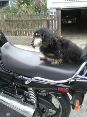 Motorcycle puppy