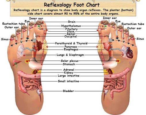 Foot Reflexology Chart