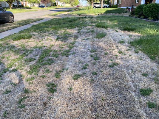 Yard after multiple treatments April 2021