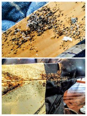 Heavy live bed bug infestation