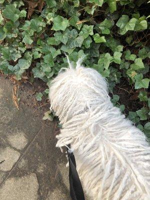 Freddie after finding a groomer that knew how to cord hair.