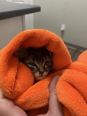 They kindly gave us a blanket to keep our sick kitten warm