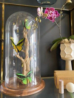 Queen Alexandra's Birdwing encased in glass