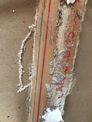 White termite tubes because of them eating through drywall.