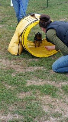 My puppy having fun doing the agility course!