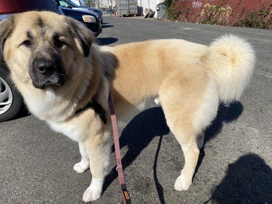 After his grooming!