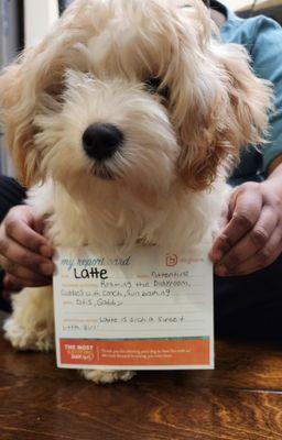 Latte and her daycare report card.