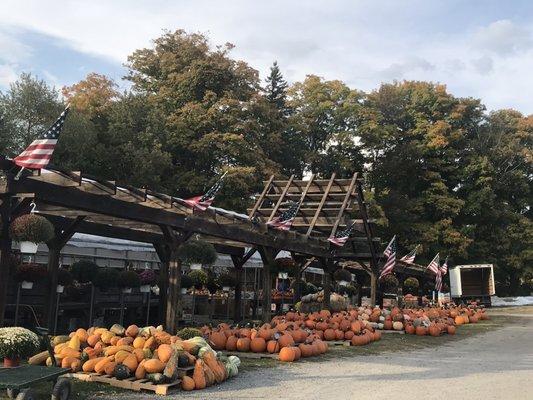 Just some of the many pumpkins and gourds.