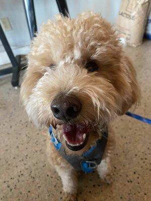 All smiles as if he didn't eat rat poison! They took such great care of my dog