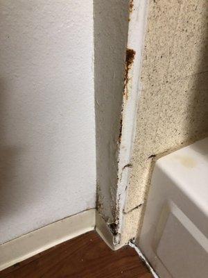 Mold in corner of bathtub area