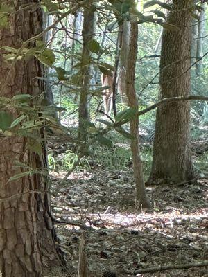 We spied a deer off the trail in the woods