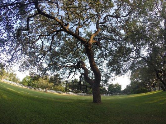 Trimmed Live Oaks