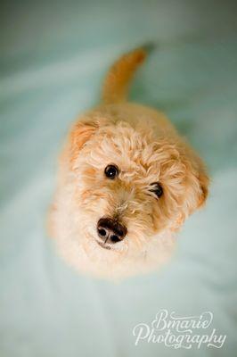 3 month labradoodle puppy portrait