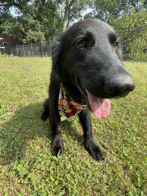 Happy dog, post grooming!