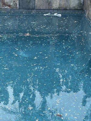 Crystal Clear Pool & Spa Services