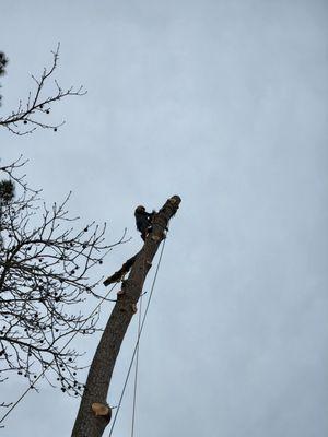 Mg Tree Service