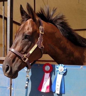 My horse winning ribbons in his very first show!