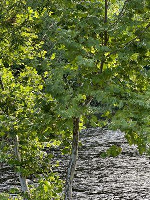 River while dining at Wood n Tsp in Farmington