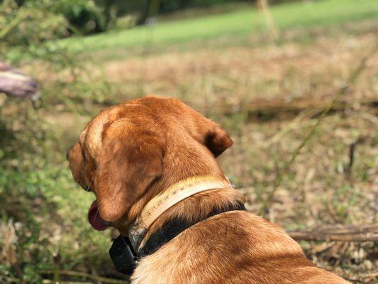 Sycamore Sporting Clays