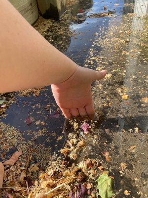 More water from the swap cooler outside of my patio.. my hand for reference to see how deep it was