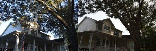 Tree trimming, pruning away from the house and all the way up