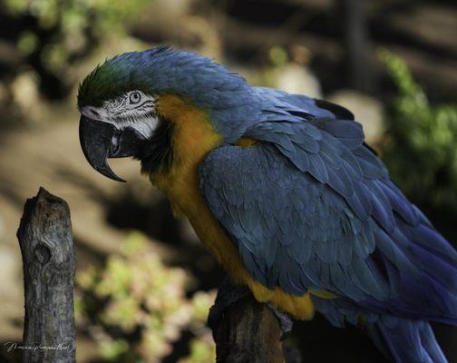 Macaw