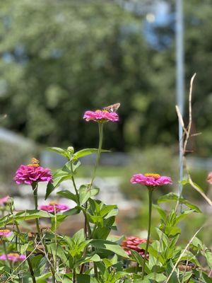 Beautiful flowers with tons of butterflies