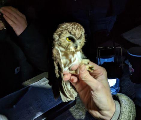 Saw Whet Owl Banding