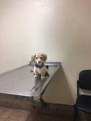 Penelope's first check up