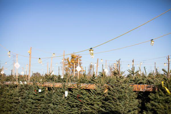 Green Acres Nursery & Supply at Eisley's