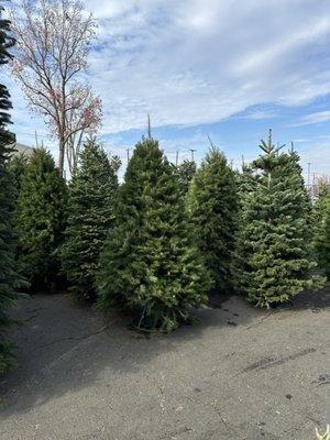 Christmas Trees ranging 2'-12' Noble, Douglas Fir, Nordmann