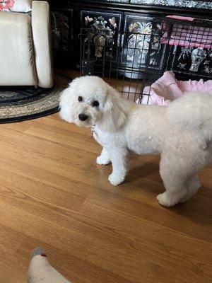 Snowball after the groomer