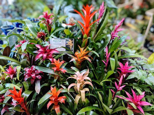 Bromeliad