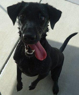 Harper loves the pool at Dog Holiday Resort!