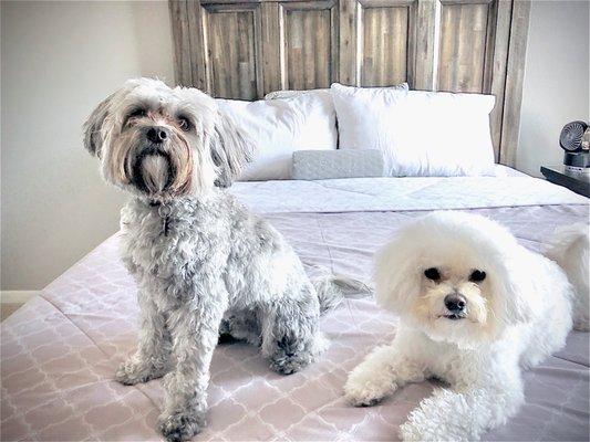 My pups enjoying our new Badcock bed.