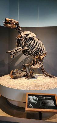 Ground sloth skeleton