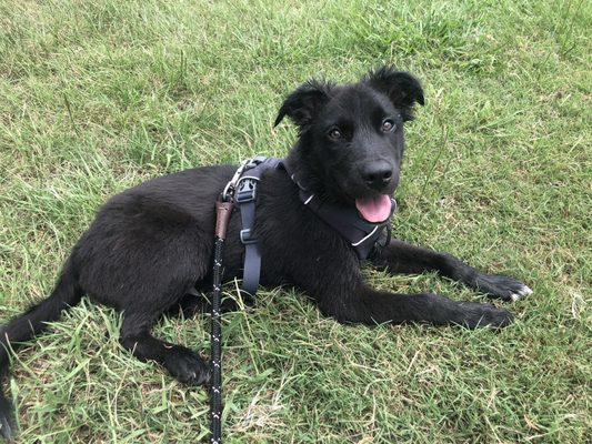 Our harness we bought our boy for all of our adventures!