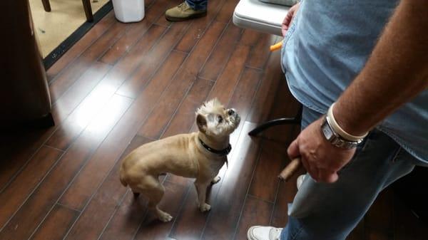 Max demanding his doggy treat