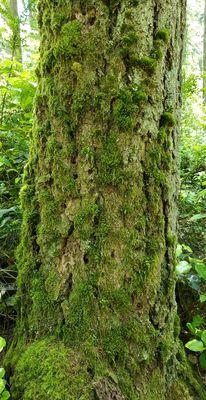 Mossy trees