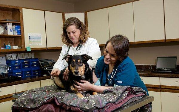 Antigo Veterinary Clinic