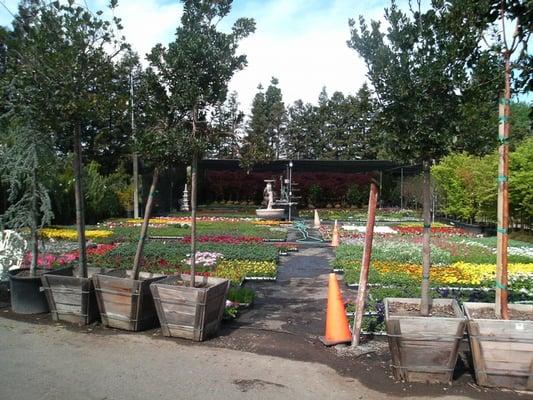 Lots of Bedding plants and flowers