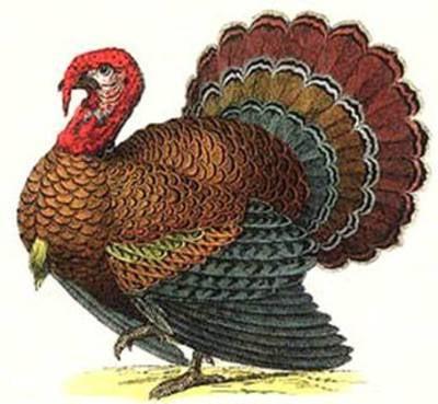 This ia a turkey