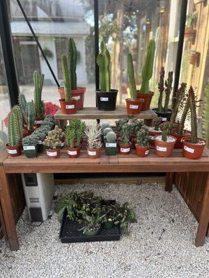 Outdoor greenhouse with tons of cactus