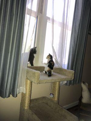 Kittens playing, my curtains will never be the same.